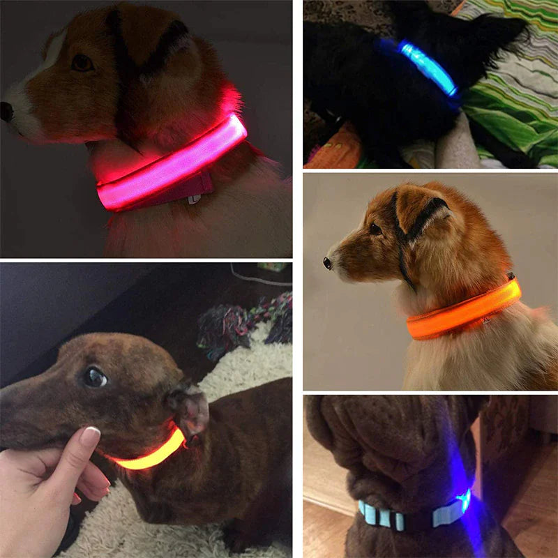 NightGlow Pet Collar